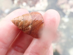 Calliostomatidae