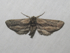 Holochroa dissociarius