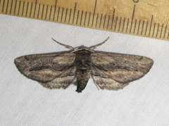 Holochroa dissociarius