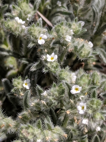 Image of Johnstonella mexicana by (c) Alison Northup, some rights reserved (CC BY)