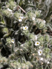 Cryptantha mexicana