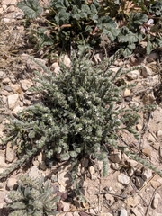 Cryptantha mexicana