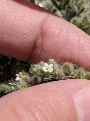 Cryptantha mexicana