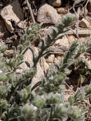 Cryptantha mexicana