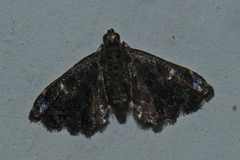 Drosophantis