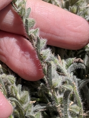 Cryptantha mexicana