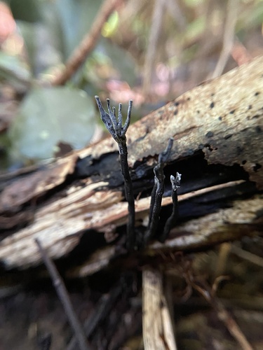 Xylaria multiplex, 2023-10-31
