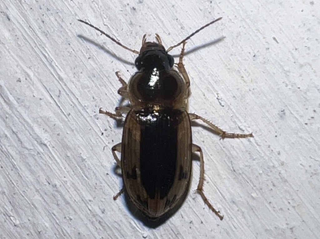 Siopelus pulchellus