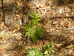 Thouinidium decandrum