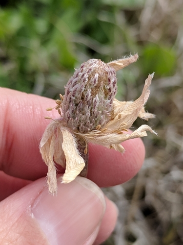 Image of Anemone okennonii by (c) Alison Northup, some rights reserved (CC BY)