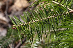 Abies holophylla
