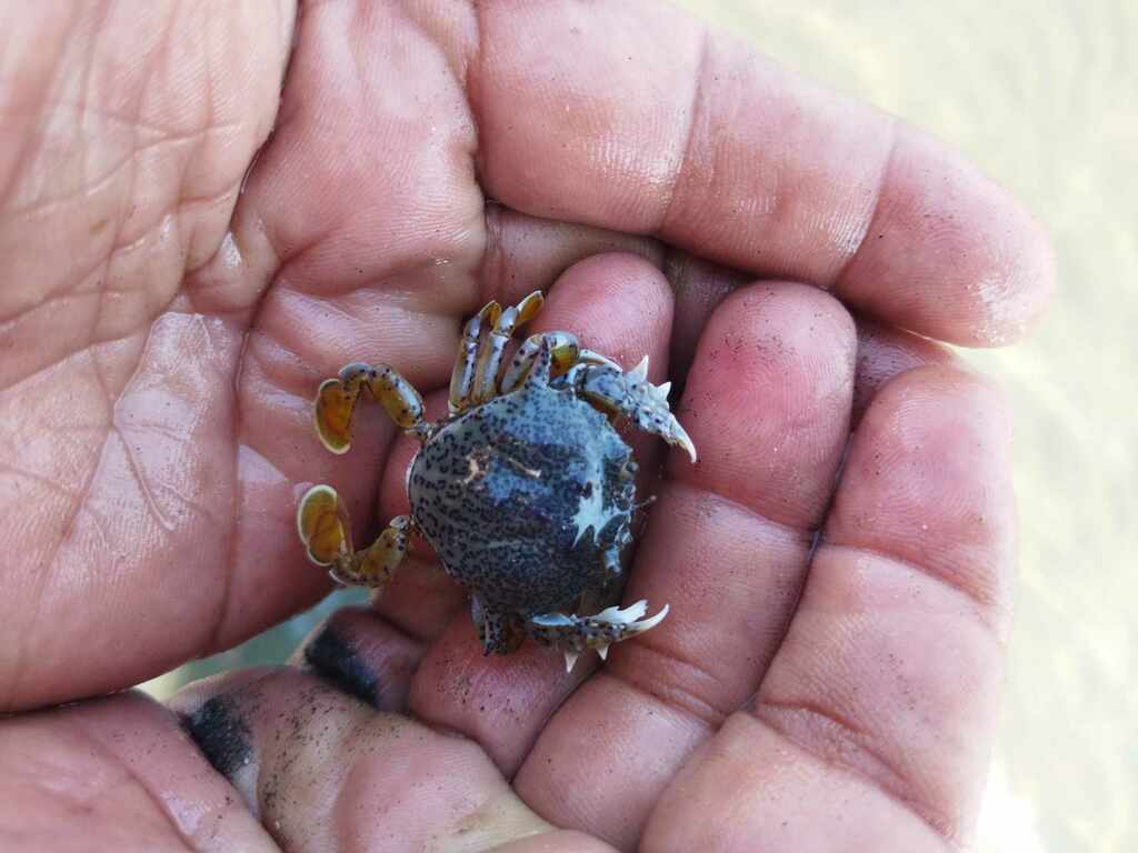 Flower Moon Crab from Davao City, Davao del Sur, Philippines on