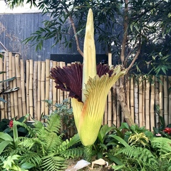 Amorphophallus titanum
