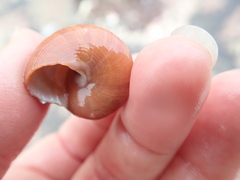 Calliostomatidae