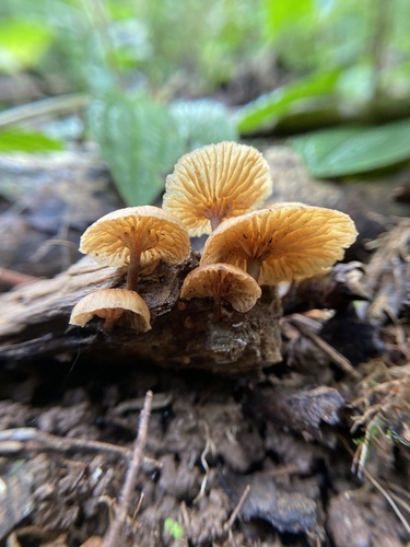 Galerina sulciceps observed 2023-10-31
