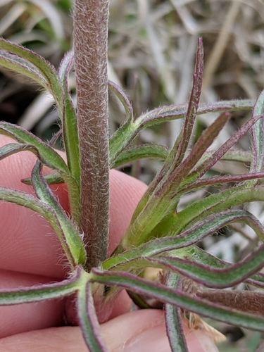 Image of Anemone okennonii by (c) Alison Northup, some rights reserved (CC BY)