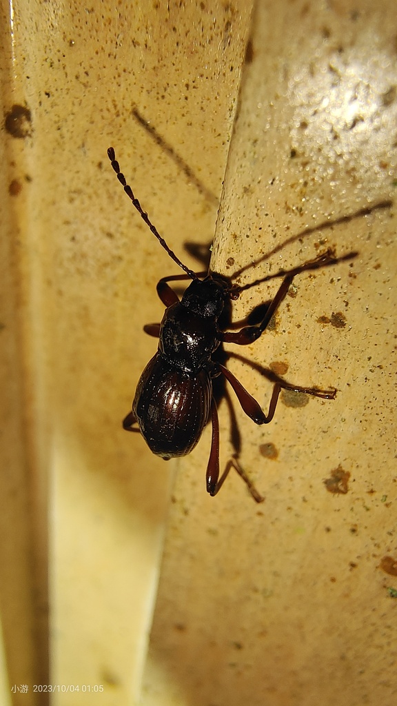 Uenostrongylium