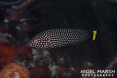 White-Spotted Wrasse photo 3