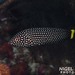 White-spotted Wrasse - Photo (c) Nigel Marsh, some rights reserved (CC BY-NC), uploaded by Nigel Marsh
