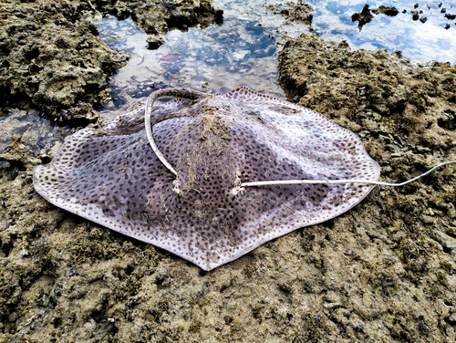 Banded whiptail stingray (Himantura uarnak) — Dasyatidae