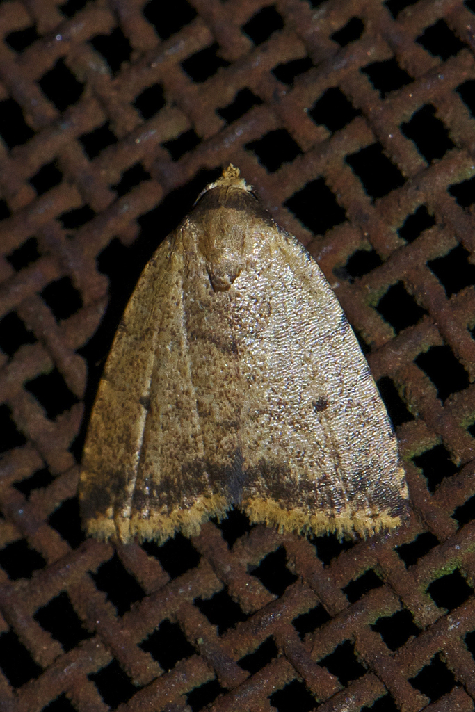 Anachrostis nigripuncta