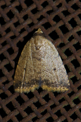 Anachrostis nigripuncta