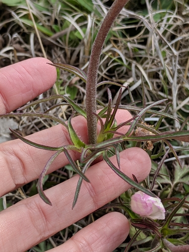 Image of Anemone okennonii by (c) Alison Northup, some rights reserved (CC BY)