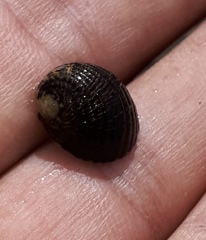 Nerita funiculata