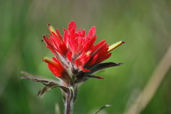Castilleja affinis affinis
