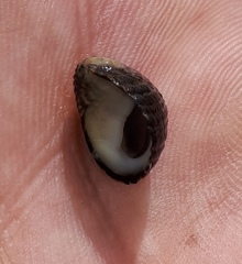 Nerita funiculata