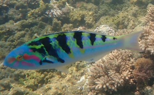 Sixbar Wrasse