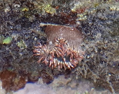 Bunodosoma californica