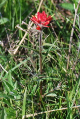 Castilleja affinis affinis