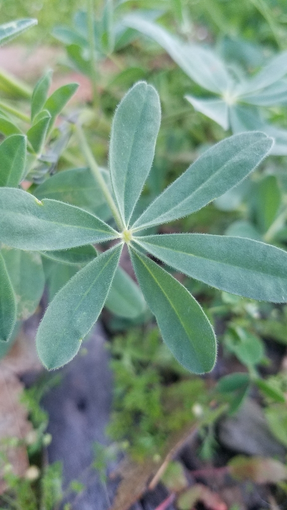 Sky Lupine