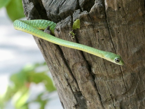 Photo of a Slender Green Snake (Philothamnus heterolepidotus)