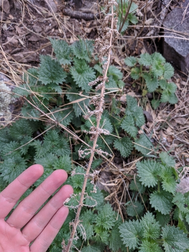 Image of Urtica gracilenta by (c) Alison Northup, some rights reserved (CC BY)