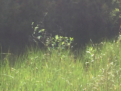 Salix caroliniana