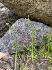 Cryptantha pterocarya