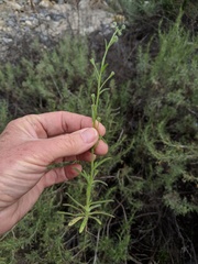 Cryptantha pterocarya