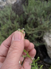 Cryptantha pterocarya