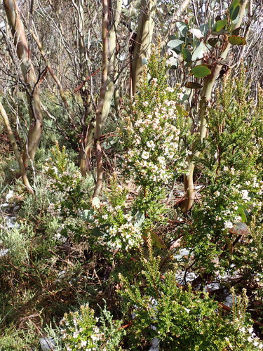Image of Acrothamnus maccraei by (c) Nina Kerr, some rights reserved (CC BY)