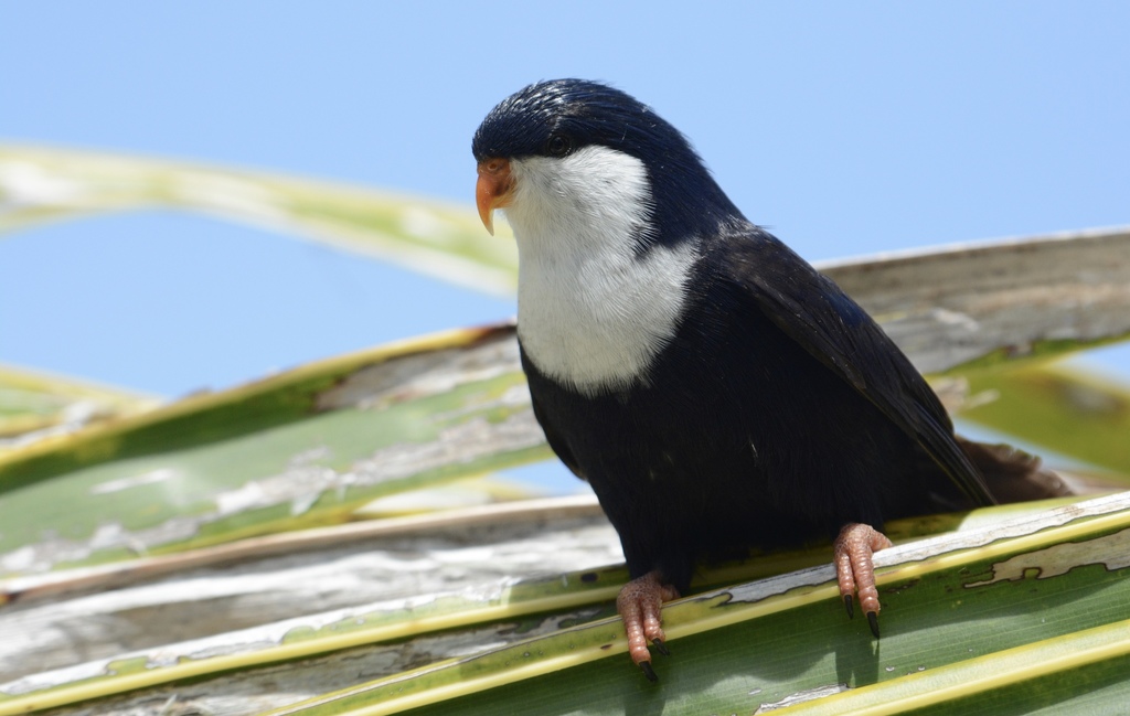 Blue Lorikeet