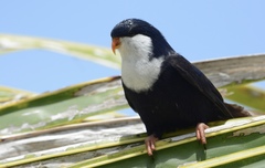 Vini peruviana