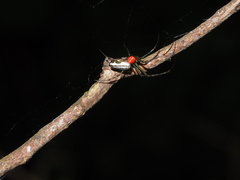 Leucauge wulingensis