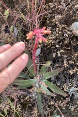 Dudleya saxosa collomiae