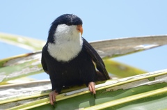 Vini peruviana