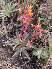 Dudleya saxosa collomiae