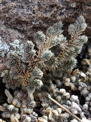 Selaginella peruviana
