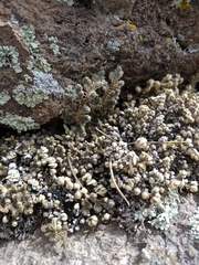 Selaginella peruviana
