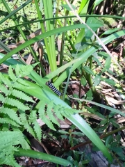 Xanthopastis regnatrix